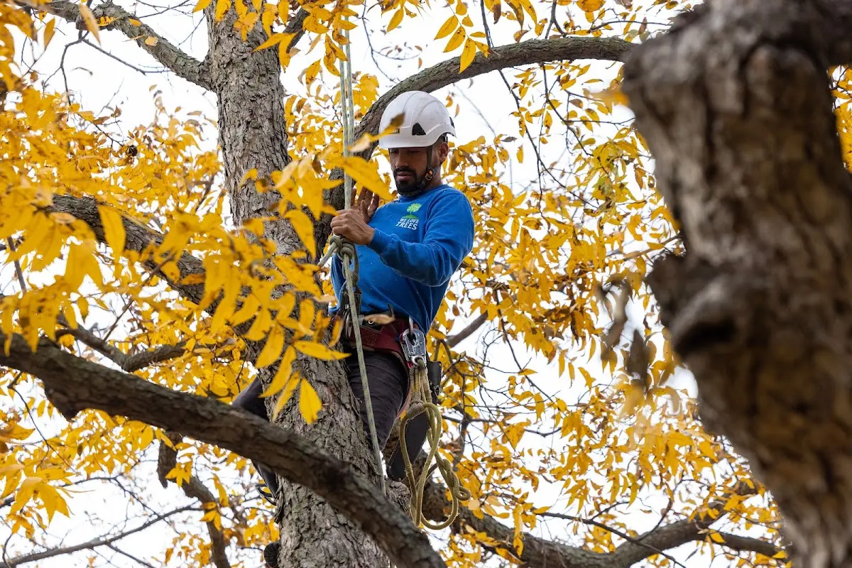 Skilled Storm Damage Cleanup crew working in Belmont