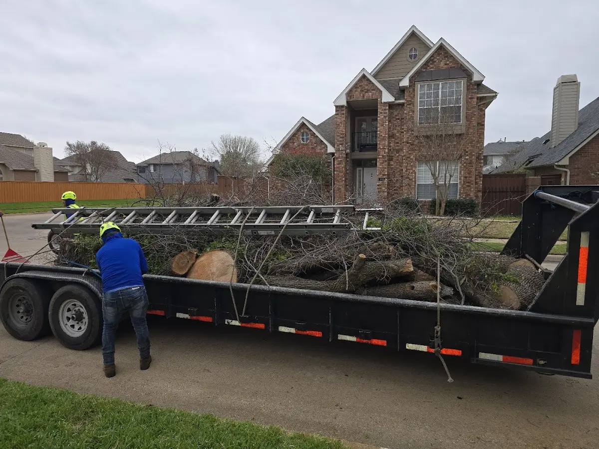 Expert Tree Removal with proper safety equipment in Belmont